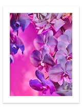 Giclée Studios, Giclee Print, Giclée Print, Australian Art Print, Shop Australian Art Prints, Best Floral Art Prints, Olive et Oriel Art Print, House of Spoils Print, Print Emporium, Dina Broadhurst Print, Temple & and Webster Art Print, Society6 Wall Art Prints, Fine Art Print, Photography Print, Modern Fine Art Prints, Flower Floral Artwork, Flower Floral Wall Art Print, Floral Print, Flower Floral Poster Art, Flower Floral Print, Acid Flowers Print Artwork, Flowers By Brett Matthew John Print Artwork