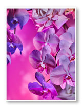  Giclée Studios, Giclee Print, Giclée Print, Australian Art Print, Shop Australian Art Prints, Best Floral Art Prints, Olive et Oriel Art Print, House of Spoils Print, Print Emporium, Dina Broadhurst Print, Temple & and Webster Art Print, Society6 Wall Art Prints, Fine Art Print, Photography Print, Modern Fine Art Prints, Flower Floral Artwork, Flower Floral Wall Art Print, Floral Print, Flower Floral Poster Art, Flower Floral Print, Acid Flowers Print Artwork, Flowers By Brett Matthew John Print Artwork