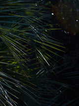 Botanical artwork, Botanical Fern Poster Art, Botanical Fern Art Print, Botanical Fern Artwork, Botanical Fern Wall Art Print, Botanical Fern photography print, LA Wall Art Print, LA Art Print, interior design art prints, interior design wall art, home décor prints, home décor wall art, wall art prints, Melbourne Print Studio, Australian Wall Art Prints, Los Angeles Wall Art, LA Art, fine-art wall décor. This print artwork has no border, the print goes all the way to the edge when framed. 