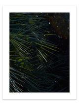 Botanical artwork, Botanical Fern Poster Art, Botanical Fern Art Print, Botanical Fern Artwork, Botanical Fern Wall Art Print, Botanical Fern photography print, LA Wall Art Print, LA Art Print, interior design art prints, interior design wall art, home décor prints, home décor wall art, wall art prints, Melbourne Print Studio, Australian Wall Art Prints, Los Angeles Wall Art, LA Art, fine-art wall décor. This print option a white border framing the print.