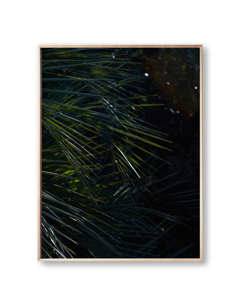 Botanical artwork, Botanical Fern Poster Art, Botanical Fern Art Print, Botanical Fern Artwork, Botanical Fern Wall Art Print, Botanical Fern photography print, LA Wall Art Print, LA Art Print, interior design art prints, interior design wall art, home décor prints, home décor wall art, wall art prints, Melbourne Print Studio, Australian Wall Art Prints, Los Angeles Wall Art, LA Art, fine-art wall décor. This print option a white border framing the print.