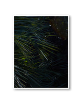 Botanical artwork, Botanical Fern Poster Art, Botanical Fern Art Print, Botanical Fern Artwork, Botanical Fern Wall Art Print, Botanical Fern photography print, LA Wall Art Print, LA Art Print, interior design art prints, interior design wall art, home décor prints, home décor wall art, wall art prints, Melbourne Print Studio, Australian Wall Art Prints, Los Angeles Wall Art, LA Art, fine-art wall décor. This print option a white border framing the print.