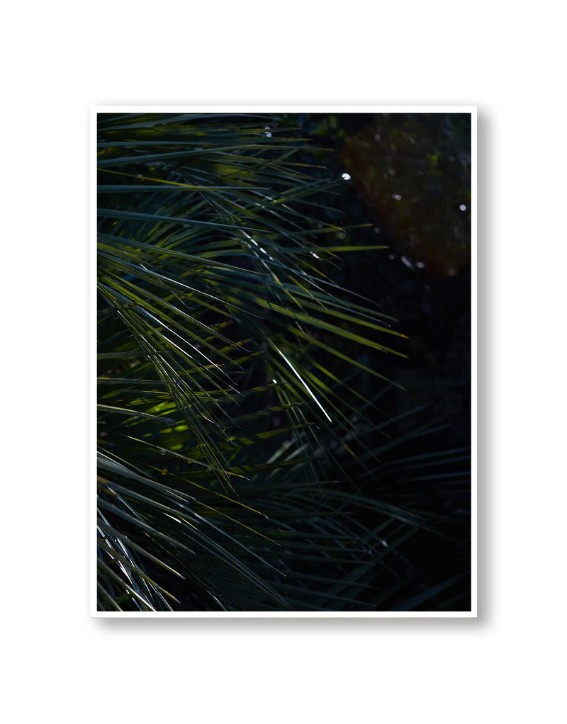 Botanical artwork, Botanical Fern Poster Art, Botanical Fern Art Print, Botanical Fern Artwork, Botanical Fern Wall Art Print, Botanical Fern photography print, LA Wall Art Print, LA Art Print, interior design art prints, interior design wall art, home décor prints, home décor wall art, wall art prints, Melbourne Print Studio, Australian Wall Art Prints, Los Angeles Wall Art, LA Art, fine-art wall décor. This print option a white border framing the print.