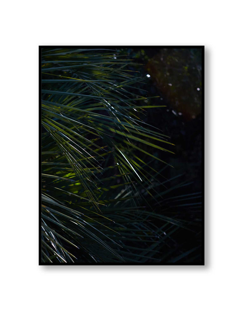 Botanical artwork, Botanical Fern Poster Art, Botanical Fern Art Print, Botanical Fern Artwork, Botanical Fern Wall Art Print, Botanical Fern photography print, LA Wall Art Print, LA Art Print, interior design art prints, interior design wall art, home décor prints, home décor wall art, wall art prints, Melbourne Print Studio, Australian Wall Art Prints, Los Angeles Wall Art, LA Art, fine-art wall décor. This print option a white border framing the print.