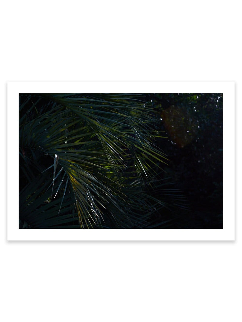 Botanical artwork, Botanical Fern Poster Art, Botanical Fern Art Print, Botanical Fern Artwork, Botanical Fern Wall Art Print, Botanical Fern photography print, interior design art prints, interior design wall art, home décor prints, home décor wall art, wall art prints, Melbourne Print Studio, Australian Wall Art Prints, Botanical Gardens Art print, Framed Botanical Print, Framed Fern Print Artwork, Giclee Studios Wall Art, Shop Art Print, Best Art Prints
