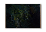 Botanical artwork, Botanical Fern Poster Art, Botanical Fern Art Print, Botanical Fern Artwork, Botanical Fern Wall Art Print, Botanical Fern photography print, interior design art prints, interior design wall art, home décor prints, home décor wall art, wall art prints, Melbourne Print Studio, Australian Wall Art Prints, Botanical Gardens Art print, Framed Botanical Print, Framed Fern Print Artwork, Giclee Studios Wall Art, Shop Art Print, Best Art Prints