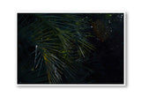 Botanical artwork, Botanical Fern Poster Art, Botanical Fern Art Print, Botanical Fern Artwork, Botanical Fern Wall Art Print, Botanical Fern photography print, interior design art prints, interior design wall art, home décor prints, home décor wall art, wall art prints, Melbourne Print Studio, Australian Wall Art Prints, Botanical Gardens Art print, Framed Botanical Print, Framed Fern Print Artwork, Giclee Studios Wall Art, Shop Art Print, Best Art Prints