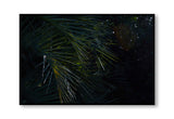 Botanical artwork, Botanical Fern Poster Art, Botanical Fern Art Print, Botanical Fern Artwork, Botanical Fern Wall Art Print, Botanical Fern photography print, interior design art prints, interior design wall art, home décor prints, home décor wall art, wall art prints, Melbourne Print Studio, Australian Wall Art Prints, Botanical Gardens Art print, Framed Botanical Print, Framed Fern Print Artwork, Giclee Studios Wall Art, Shop Art Print, Best Art Prints