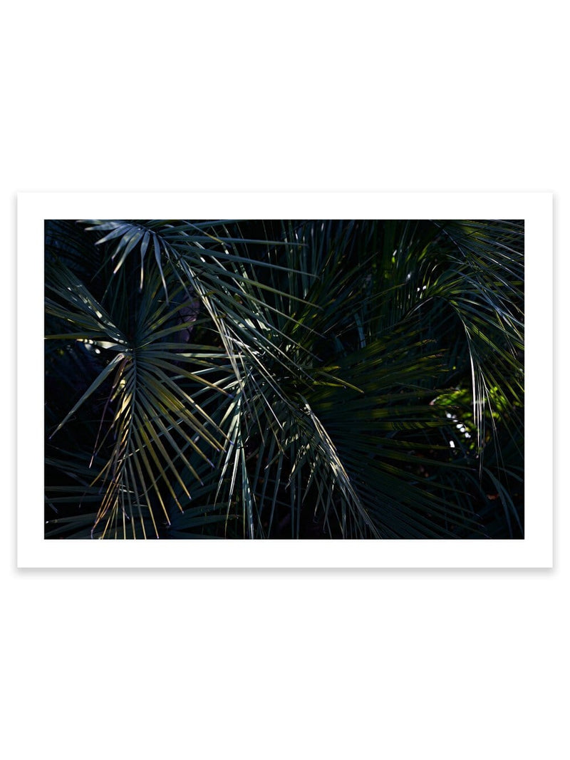 Botanical artwork, Botanical Fern Poster Art, Botanical Fern Art Print, Botanical Fern Artwork, Botanical Fern Wall Art Print, Botanical Fern photography print, interior design art prints, interior design wall art, home décor prints, home décor wall art, wall art prints, Melbourne Print Studio, Australian Wall Art Prints, Botanical Gardens Art print, Framed Botanical Print, Framed Fern Print Artwork, Giclee Studios Wall Art, Shop Art Print, Best Art Prints