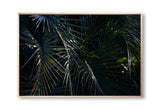 Botanical artwork, Botanical Fern Poster Art, Botanical Fern Art Print, Botanical Fern Artwork, Botanical Fern Wall Art Print, Botanical Fern photography print, interior design art prints, interior design wall art, home décor prints, home décor wall art, wall art prints, Melbourne Print Studio, Australian Wall Art Prints, Botanical Gardens Art print, Framed Botanical Print, Framed Fern Print Artwork, Giclee Studios Wall Art, Shop Art Print, Best Art Prints
