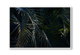 Botanical artwork, Botanical Fern Poster Art, Botanical Fern Art Print, Botanical Fern Artwork, Botanical Fern Wall Art Print, Botanical Fern photography print, interior design art prints, interior design wall art, home décor prints, home décor wall art, wall art prints, Melbourne Print Studio, Australian Wall Art Prints, Botanical Gardens Art print, Framed Botanical Print, Framed Fern Print Artwork, Giclee Studios Wall Art, Shop Art Print, Best Art Prints