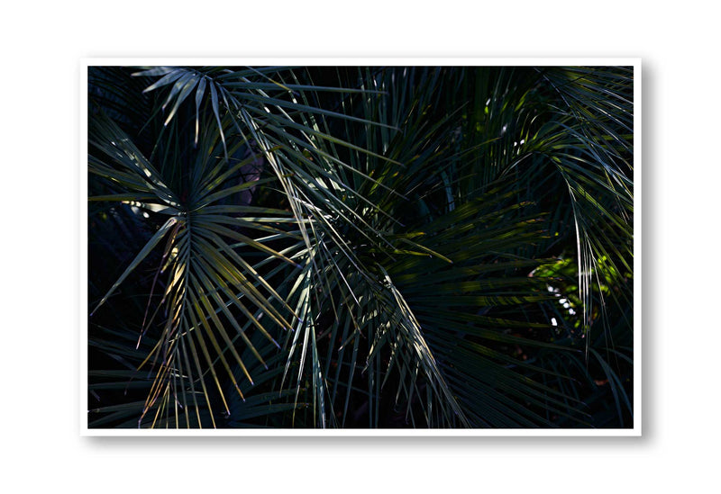 Botanical artwork, Botanical Fern Poster Art, Botanical Fern Art Print, Botanical Fern Artwork, Botanical Fern Wall Art Print, Botanical Fern photography print, interior design art prints, interior design wall art, home décor prints, home décor wall art, wall art prints, Melbourne Print Studio, Australian Wall Art Prints, Botanical Gardens Art print, Framed Botanical Print, Framed Fern Print Artwork, Giclee Studios Wall Art, Shop Art Print, Best Art Prints