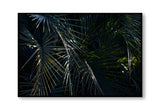 Botanical artwork, Botanical Fern Poster Art, Botanical Fern Art Print, Botanical Fern Artwork, Botanical Fern Wall Art Print, Botanical Fern photography print, interior design art prints, interior design wall art, home décor prints, home décor wall art, wall art prints, Melbourne Print Studio, Australian Wall Art Prints, Botanical Gardens Art print, Framed Botanical Print, Framed Fern Print Artwork, Giclee Studios Wall Art, Shop Art Print, Best Art Prints
