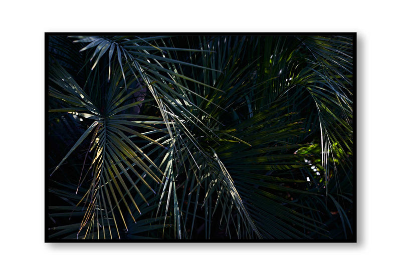 Botanical artwork, Botanical Fern Poster Art, Botanical Fern Art Print, Botanical Fern Artwork, Botanical Fern Wall Art Print, Botanical Fern photography print, interior design art prints, interior design wall art, home décor prints, home décor wall art, wall art prints, Melbourne Print Studio, Australian Wall Art Prints, Botanical Gardens Art print, Framed Botanical Print, Framed Fern Print Artwork, Giclee Studios Wall Art, Shop Art Print, Best Art Prints