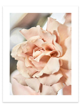 Giclée Studios, Giclée Print, Giclee Studios, Giclee Print, Flowers By Brett Matthew John, FBMJ, FBMJ X Giclée Studios Collab, Flower Art Print, Flower Still Life, Floral Art Print, Shop Australian Art, Australian Art Print, Melbourne Art Print, Olive et Oriel, Print Emporium, Dina Broadhurst Art, Quicksand Rose Print, Quicksand Rose Fine Art Print, Quicksand Rose Photography Print, Modern Art Prints, Acid Flowers, AF Flowers Art Print, Flower Fine-Art Print, Hattie Molloy Art Print, Vicki Lee Rose Print.