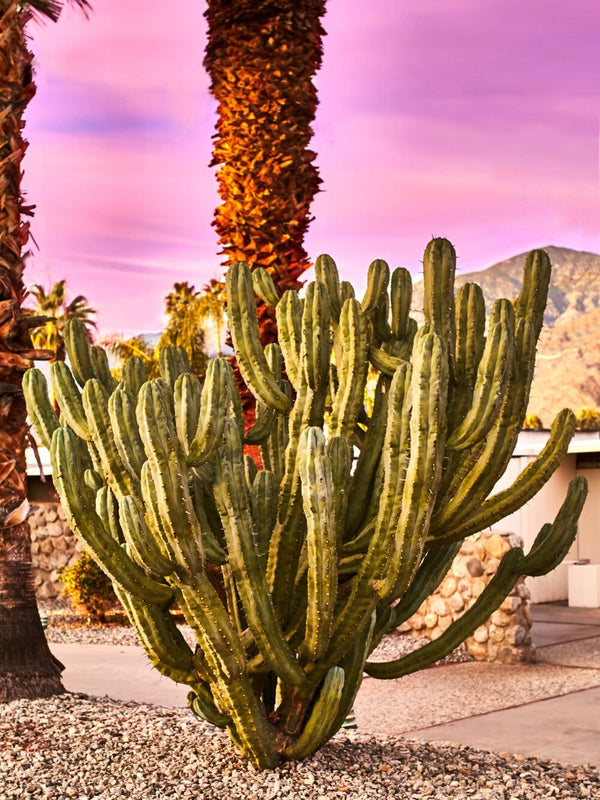 Palm Springs Cactus artwork, Palm Springs Cactus Poster Art, Palm Springs Cactus Art Print, Palm Springs Cactus Artwork, Cactus Photography Art Print, Cactus photography print, Palm Springs Cactus Street Wall Art Print, Cactus Art Print, Palm Springs Cactus art prints, Palm Springs Cactus wall art, Cactus print, Palm Springs wall art, Palm Springs Cactus wall art prints, Melbourne Print Studio, Australian Wall Art Prints, Los Angeles Wall Art, LA Art, fine-art wall décor.