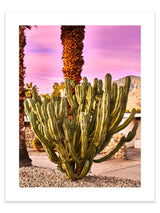 Palm Springs Cactus artwork, Palm Springs Cactus Poster Art, Palm Springs Cactus Art Print, Palm Springs Cactus Artwork, Cactus Photography Art Print, Cactus photography print, Palm Springs Cactus Street Wall Art Print, Cactus Art Print, Palm Springs Cactus art prints, Palm Springs Cactus wall art, Cactus print, Palm Springs wall art, Palm Springs Cactus wall art prints, Melbourne Print Studio, Australian Wall Art Prints, Los Angeles Wall Art, LA Art, fine-art wall décor.