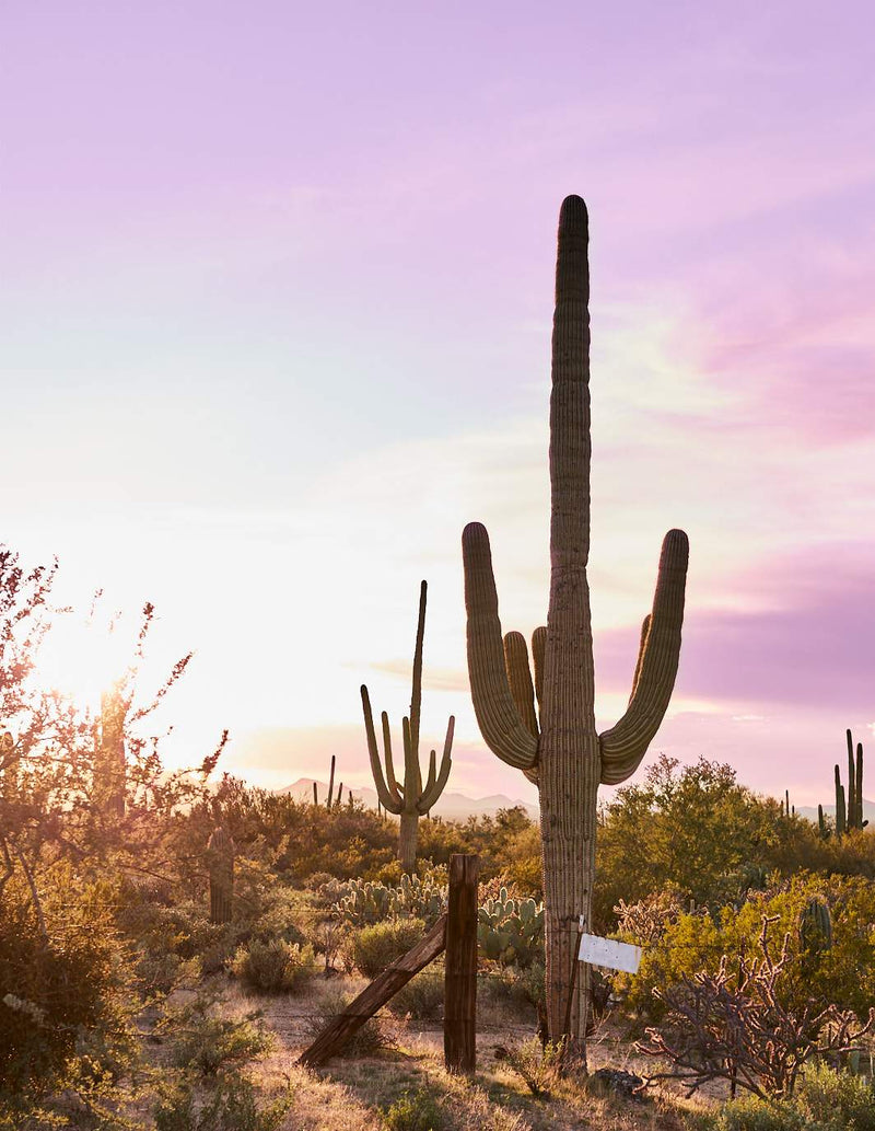 Tucson Desert Cactus artwork, Arizona Desert Cactus Poster Art, Cactus Art Print, Tucson Desert Cactus Artwork, Desert Cactus Art Print, Desert Cactus photography print, Desert Cactus Wall Art Print, Desert Cactus Art Print, Desert Cactus art prints, Desert Cactus wall art, Desert Cactus print, Desert Cactus wall art, Desert Cactus wall art prints, Melbourne Print Studio, Australian Wall Art Prints, Los Angeles Wall Art, LA Art, fine-art wall décor.