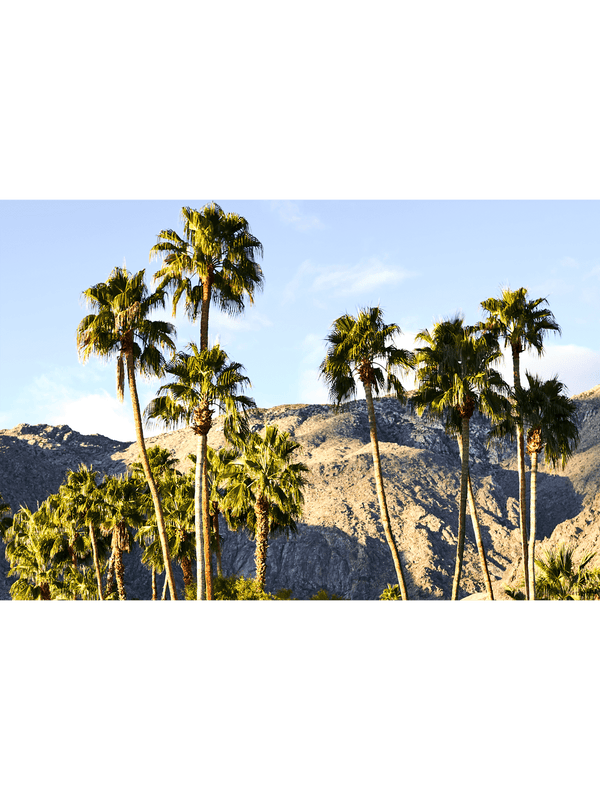 Print Palm Print Hollywood Hills Wall Art Hollywood Hills LA Artwork Print Los Angeles Artwork Wall Art Famous Wall Art Print Best Designer Art Print Best LA Artworks Affordable Artworks LA Palm Tree Print Art The Block Artwork Australia Art Print Interior Design Prints The Block Australia Artwork Palm Tree Print Home Décor Print Best Art Print Hollywood Photography Print Designer Hollywood Art LA Palm Tree Photography Print Poster Olive et Oriel Print Emporium