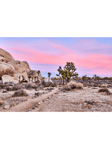 Best Joshua Tree Art Prints, Photography art print Joshua Tree Palm Springs, California Los Angeles Art Print, Joshua Tree Home décor interior design print artwork, Palm Springs Wall Art, Palm Springs Artwork, Palm Springs Art Print, Palm Springs Desert Poster, Olive Et Oriel Art Print, Best Joshua Tree Prints, Giclee Studios Art Prints, Wall art home décor print interior design, Buy Best Art Prints, Sunset Desert Print, Sunrise Joshua Tree Art print