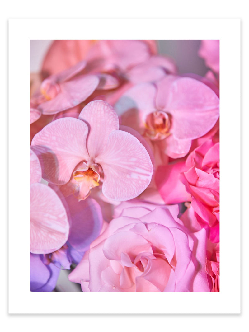 Giclée Studios, Giclee Print, Giclée Print, Australian Art Print, Shop Australian Art Prints, Best Floral Art Prints, Olive et Oriel Art Print, House of Spoils Print, Print Emporium, Dina Broadhurst Print, Temple & and Webster Art Print, Society6 Wall Art Prints, Fine Art Print, Photography Print, Modern Fine Art Prints, Flower Floral Artwork, Flower Floral Wall Art Print, Floral Print, Flower Floral Poster Art, Flower Floral Print, Acid Flowers Print Artwork, Flowers By Brett Matthew John Print Artwork