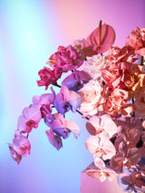 Giclée Studios, Giclee Print, Giclée Print, Australian Art Print, Shop Australian Art Prints, Best Floral Art Prints, Olive et Oriel Art Print, House of Spoils Print, Print Emporium, Dina Broadhurst Print, Temple & and Webster Art Print, Society6 Wall Art Prints, Fine Art Print, Photography Print, Modern Fine Art Prints, Flower Floral Artwork, Flower Floral Wall Art Print, Floral Print, Flower Floral Poster Art, Flower Floral Print, Acid Flowers Print Artwork, Flowers By Brett Matthew John Print Artwork