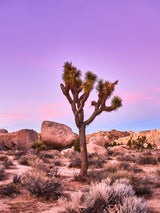Joshua Tree 5
