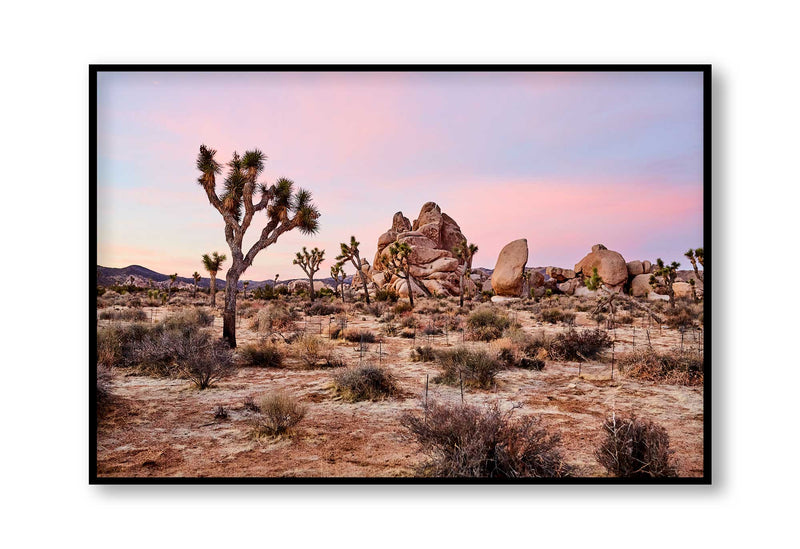 Best Joshua tree art prints, best wall art prints, Giclee Studios, Sunset print, sunrise print, skyscape photography print, fashion prints, interior design prints, interior design wall art, home décor prints, home décor wall art, wall art prints, Melbourne Print Studio, Australian Wall Prints, Los Angeles Wall Art, LA Art, Print Emporium, Olive Et Oriel, fine art photography wall art prints, framed art prints Melbourne