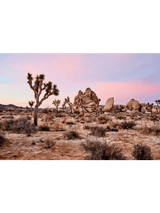 Best Joshua tree art prints, best wall art prints, Giclee Studios, Sunset print, sunrise print, skyscape photography print, fashion prints, interior design prints, interior design wall art, home décor prints, home décor wall art, wall art prints, Melbourne Print Studio, Australian Wall Prints, Los Angeles Wall Art, LA Art, Print Emporium, Olive Et Oriel, fine art photography wall art prints, framed art prints Melbourne
