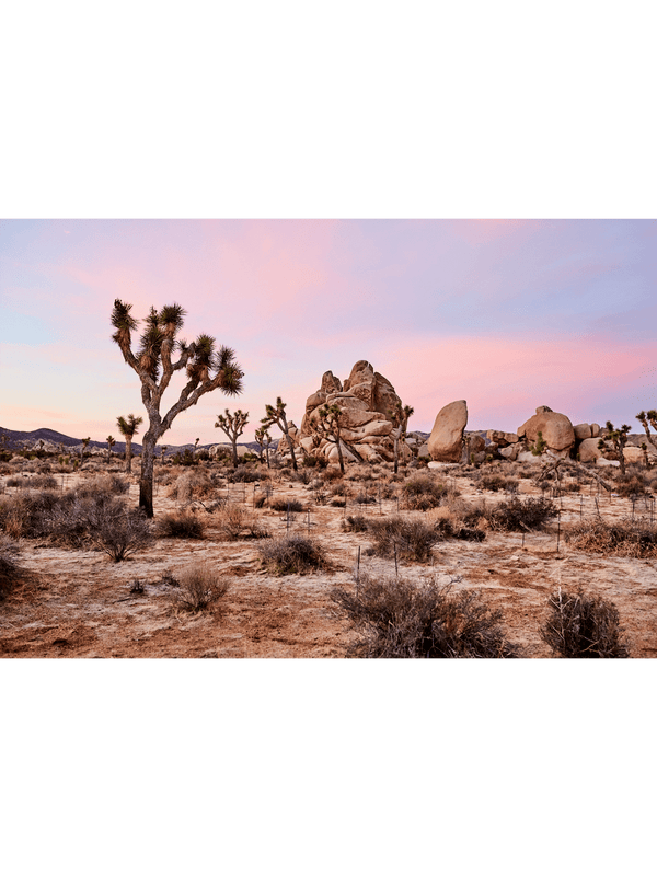Best Joshua tree art prints, best wall art prints, Giclee Studios, Sunset print, sunrise print, skyscape photography print, fashion prints, interior design prints, interior design wall art, home décor prints, home décor wall art, wall art prints, Melbourne Print Studio, Australian Wall Prints, Los Angeles Wall Art, LA Art, Print Emporium, Olive Et Oriel, fine art photography wall art prints, framed art prints Melbourne