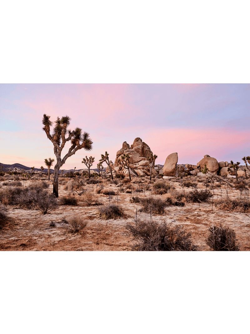 Best Joshua tree art prints, best wall art prints, Giclee Studios, Sunset print, sunrise print, skyscape photography print, fashion prints, interior design prints, interior design wall art, home décor prints, home décor wall art, wall art prints, Melbourne Print Studio, Australian Wall Prints, Los Angeles Wall Art, LA Art, Print Emporium, Olive Et Oriel, fine art photography wall art prints, framed art prints Melbourne