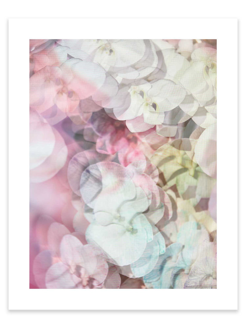 Giclée Studios, Giclée Print, Giclee Studios, Giclee Print, Flowers By Brett Matthew John, FBMJ, FBMJ X Giclée Studios Collab, Flower Art Print, Flower Still Life, Floral Art Print, Shop Australian Art, Australian Art Print, Melbourne Art Print, Olive et Oriel, Print Emporium, Dina Broadhurst Art, Quicksand Rose Print, Quicksand Rose Fine Art Print, Quicksand Rose Photography Print, Modern Art Prints, Acid Flowers, AF Flowers Art Print, Flower Fine-Art Print, Hattie Molloy Art Print, Vicki Lee Rose Print.