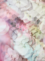 Giclée Studios, Giclée Print, Giclee Studios, Giclee Print, Flowers By Brett Matthew John, FBMJ, FBMJ X Giclée Studios Collab, Flower Art Print, Flower Still Life, Floral Art Print, Shop Australian Art, Australian Art Print, Melbourne Art Print, Olive et Oriel, Print Emporium, Dina Broadhurst Art, Quicksand Rose Print, Quicksand Rose Fine Art Print, Quicksand Rose Photography Print, Modern Art Prints, Acid Flowers, AF Flowers Art Print, Flower Fine-Art Print, Hattie Molloy Art Print, Vicki Lee Rose Print.