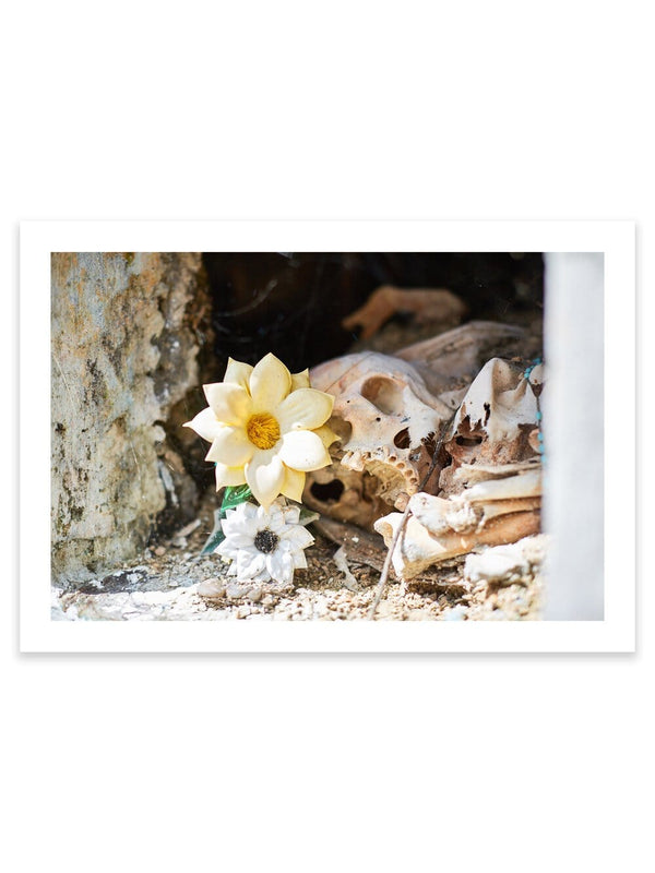 Mexico Skull artwork, Mexico Skull Poster Art, Mexico Skull Art Print, Mexico Skull Artwork, Mexico Skull Photography Art Print, Mexico Skull photography print, Mexico Skull Street Wall Art Print, Cactus Art Print, Mexican Flower Skull art prints, Mexican Flower Skull wall art, Mexican Flower Skull print, Mexican Flower Skull wall art, Mexican Flower Skull wall art prints, Melbourne Print Studio, Australian Wall Art Prints, Los Angeles Wall Art, LA Art, fine-art wall décor.