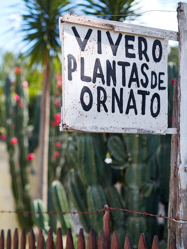 Mexican Cactus artwork, Mexican Cactus Poster Art, Mexico Cactus Art Print, Mexico Cactus Artwork, Cactus Photography Art Print, Cactus photography print, Mexico Cactus Street Wall Art Print, Cactus Art Print, Mexico Cactus art prints, Flowering Cactus wall art, Cactus print, Mexico Street wall art, Mexico Cactus wall art prints, Melbourne Print Studio, Australian Wall Art Prints, Los Angeles Wall Art, LA Art, fine-art wall décor.