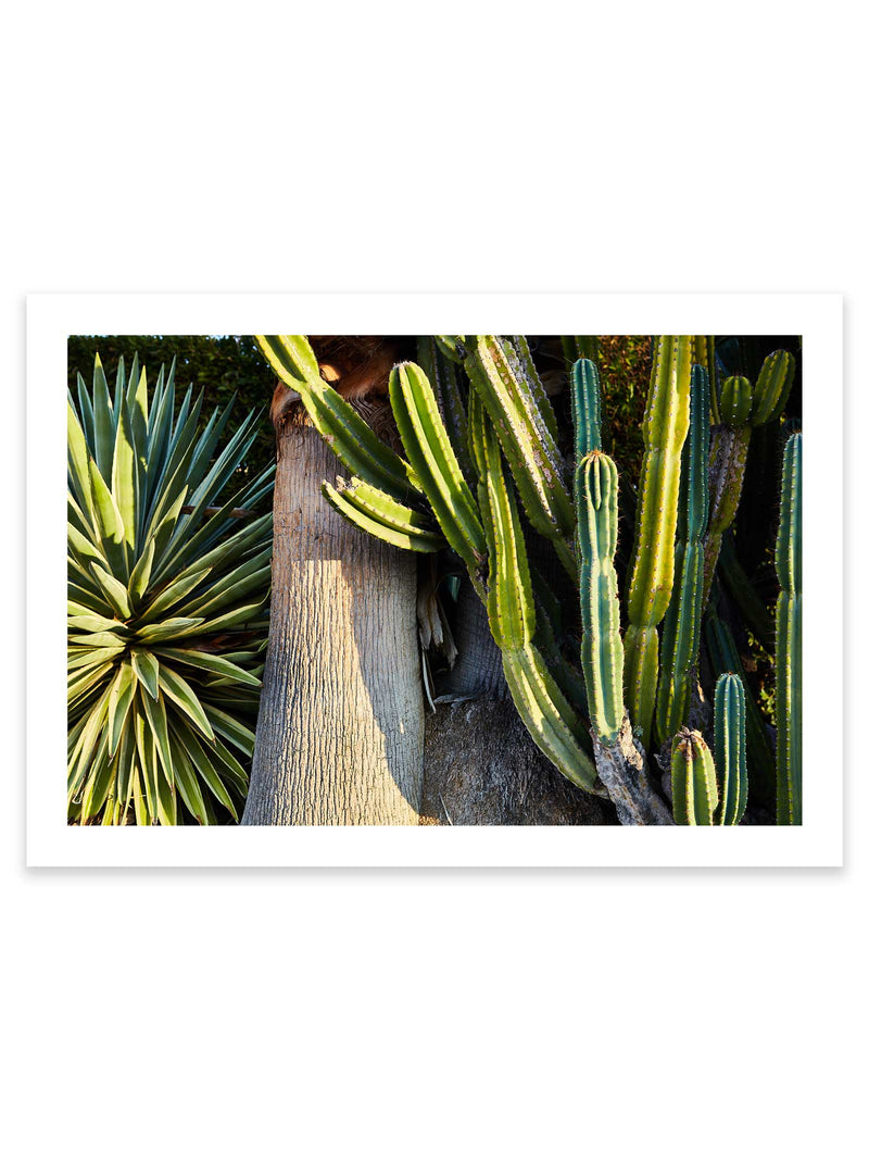 Giclee Studios, Giclee Print, Giclée Studios, Giclée Print, Australian Art Print, Shop Modern Fine Art Prints, Melbourne Art Print, Olive et Oriel Art Print, Print Emporium Art Print, House Of Spoils, Temple & Webster Art Print, Temple and Webster Art Print, Society6 Wall Art Prints, Fine Art Print, Photography Print, Joshua Tree Print, Joshua Tree Wall Art, Palm Springs Art Print, Palm Springs Wall Art, Desert Print, Palm Tree Wall Art Print, Palm Tree Artwork Print, Cactus Artwork, Cactus Wall Art