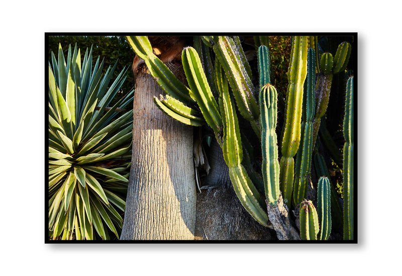 Giclee Studios, Giclee Print, Giclée Studios, Giclée Print, Australian Art Print, Shop Modern Fine Art Prints, Melbourne Art Print, Olive et Oriel Art Print, Print Emporium Art Print, House Of Spoils, Temple & Webster Art Print, Temple and Webster Art Print, Society6 Wall Art Prints, Fine Art Print, Photography Print, Joshua Tree Print, Joshua Tree Wall Art, Palm Springs Art Print, Palm Springs Wall Art, Desert Print, Palm Tree Wall Art Print, Palm Tree Artwork Print, Cactus Artwork, Cactus Wall Art