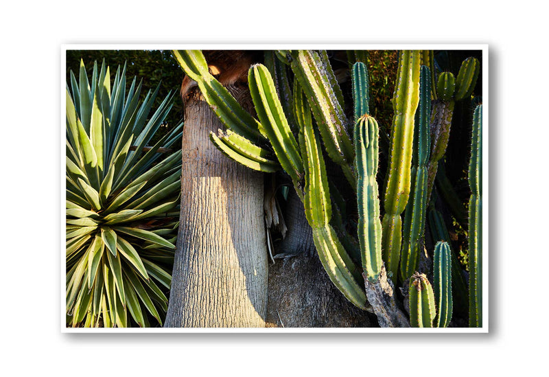 Giclee Studios, Giclee Print, Giclée Studios, Giclée Print, Australian Art Print, Shop Modern Fine Art Prints, Melbourne Art Print, Olive et Oriel Art Print, Print Emporium Art Print, House Of Spoils, Temple & Webster Art Print, Temple and Webster Art Print, Society6 Wall Art Prints, Fine Art Print, Photography Print, Joshua Tree Print, Joshua Tree Wall Art, Palm Springs Art Print, Palm Springs Wall Art, Desert Print, Palm Tree Wall Art Print, Palm Tree Artwork Print, Cactus Artwork, Cactus Wall Art