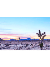 Giclee Studios, Joshua Tree Giclee Print, Giclée Studios, Giclée Print, Buy Joshua Tree Art Prints, Shop Joshua Tree Desert Photography Prints, Olive et Oriel Art Print, Print Emporium Art Print, Temple & Webster Art Print, Society6 Wall Art Prints, Fine Art Print, Photography Print, Modern Fine Art Prints, Contemporary Art Prints, Palm Springs Wall Art, Palm Springs Wall Print, Palm Springs Art Print, Palm Springs Artwork, Palm Springs Joshua Tree Print, Sunrise Art Print, Sunset Art Print