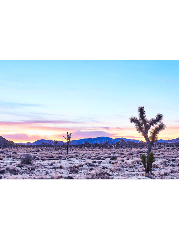 Giclee Studios, Joshua Tree Giclee Print, Giclée Studios, Giclée Print, Buy Joshua Tree Art Prints, Shop Joshua Tree Desert Photography Prints, Olive et Oriel Art Print, Print Emporium Art Print, Temple & Webster Art Print, Society6 Wall Art Prints, Fine Art Print, Photography Print, Modern Fine Art Prints, Contemporary Art Prints, Palm Springs Wall Art, Palm Springs Wall Print, Palm Springs Art Print, Palm Springs Artwork, Palm Springs Joshua Tree Print, Sunrise Art Print, Sunset Art Print