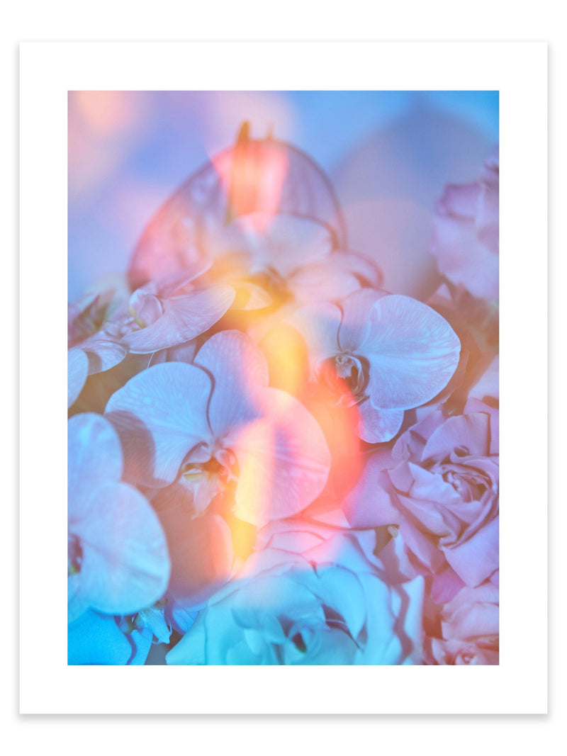 Giclée Studios, Giclee Print, Giclée Print, Australian Art Print, Shop Australian Art Prints, Best Floral Art Prints, Olive et Oriel Art Print, House of Spoils Print, Print Emporium, Dina Broadhurst Print, Temple & and Webster Art Print, Society6 Wall Art Prints, Fine Art Print, Photography Print, Modern Fine Art Prints, Flower Floral Artwork, Flower Floral Wall Art Print, Floral Print, Flower Floral Poster Art, Flower Floral Print, Acid Flowers Print Artwork, Flowers By Brett Matthew John Print Artwork