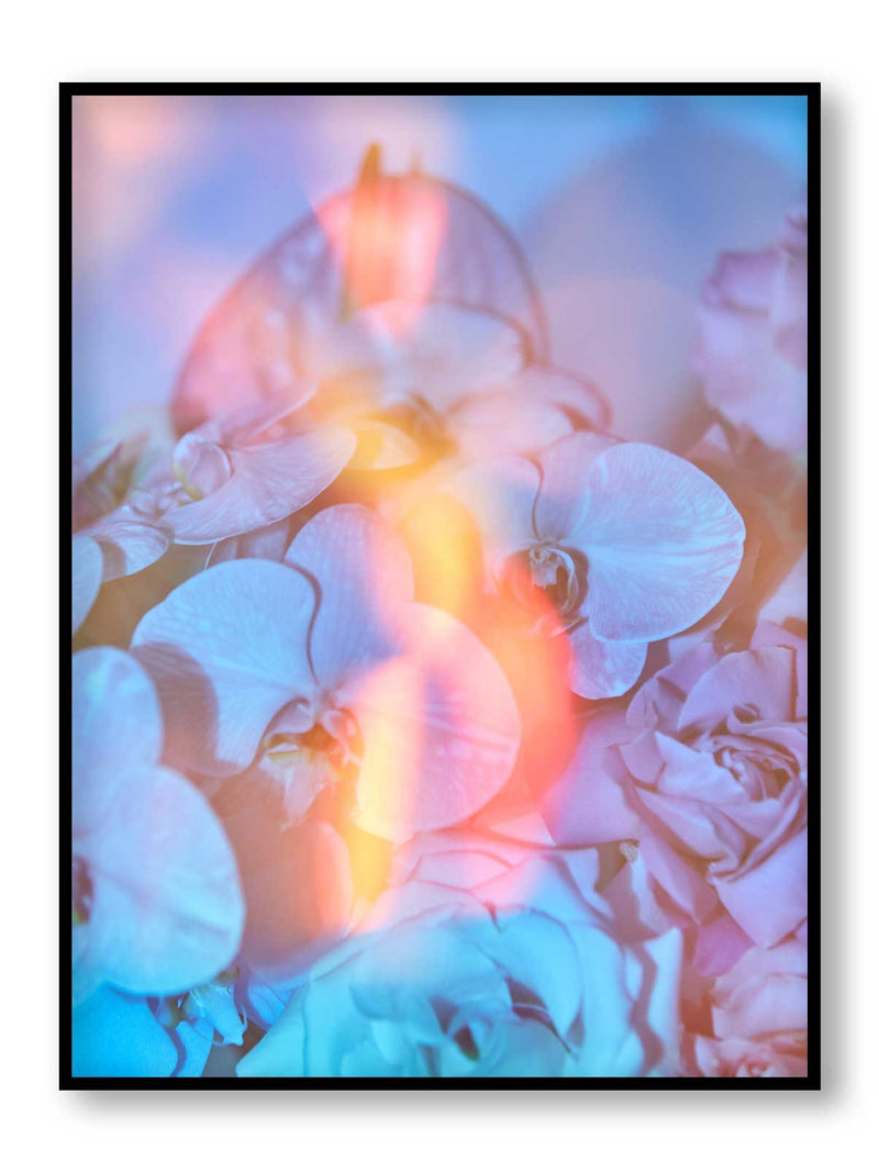 Orchid Solar Flare