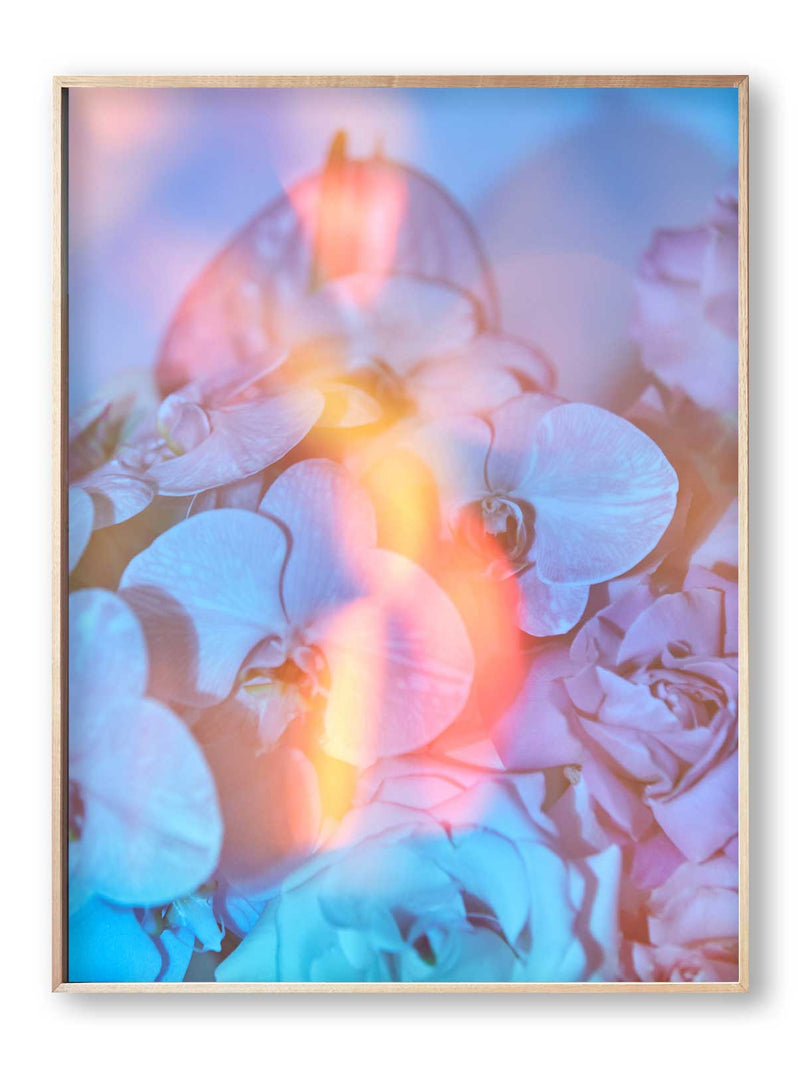 Orchid Solar Flare