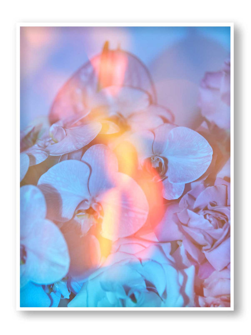 Orchid Solar Flare
