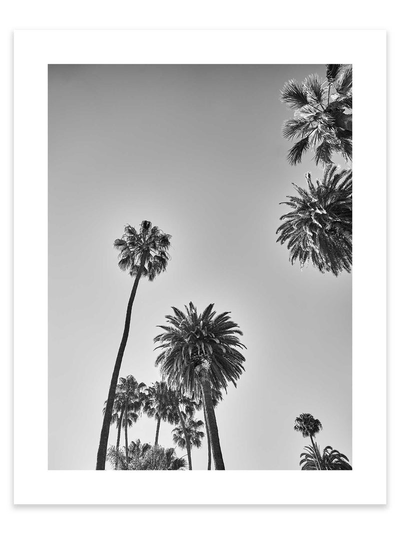LA Black and White Print Palm Print Hollywood Hills Wall Art Hollywood Hills LA Artwork Print Los Angeles Artwork Wall Art Famous Wall Art Print Best Designer Art Print Best LA Artworks Affordable Artworks LA Palm Tree Print Art The Block Artwork Australia Art Print Interior Design Prints The Block Australia Artwork Palm Tree Print Home Décor Print Best Art Print Hollywood Photography Print Designer Hollywood Art LA Palm Tree Photography Print Poster Olive et Oriel Print Emporium