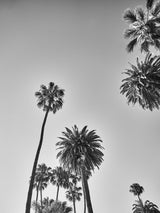 LA Black and White Print Palm Print Hollywood Hills Wall Art Hollywood Hills LA Artwork Print Los Angeles Artwork Wall Art Famous Wall Art Print Best Designer Art Print Best LA Artworks Affordable Artworks LA Palm Tree Print Art The Block Artwork Australia Art Print Interior Design Prints The Block Australia Artwork Palm Tree Print Home Décor Print Best Art Print Hollywood Photography Print Designer Hollywood Art LA Palm Tree Photography Print Poster Olive et Oriel Print Emporium