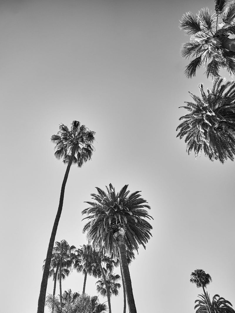 LA Black and White Print Palm Print Hollywood Hills Wall Art Hollywood Hills LA Artwork Print Los Angeles Artwork Wall Art Famous Wall Art Print Best Designer Art Print Best LA Artworks Affordable Artworks LA Palm Tree Print Art The Block Artwork Australia Art Print Interior Design Prints The Block Australia Artwork Palm Tree Print Home Décor Print Best Art Print Hollywood Photography Print Designer Hollywood Art LA Palm Tree Photography Print Poster Olive et Oriel Print Emporium