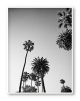 LA Black and White Print Palm Print Hollywood Hills Wall Art Hollywood Hills LA Artwork Print Los Angeles Artwork Wall Art Famous Wall Art Print Best Designer Art Print Best LA Artworks Affordable Artworks LA Palm Tree Print Art The Block Artwork Australia Art Print Interior Design Prints The Block Australia Artwork Palm Tree Print Home Décor Print Best Art Print Hollywood Photography Print Designer Hollywood Art LA Palm Tree Photography Print Poster Olive et Oriel Print Emporium