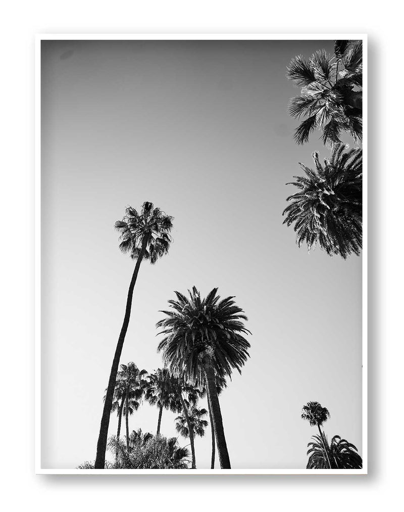 LA Black and White Print Palm Print Hollywood Hills Wall Art Hollywood Hills LA Artwork Print Los Angeles Artwork Wall Art Famous Wall Art Print Best Designer Art Print Best LA Artworks Affordable Artworks LA Palm Tree Print Art The Block Artwork Australia Art Print Interior Design Prints The Block Australia Artwork Palm Tree Print Home Décor Print Best Art Print Hollywood Photography Print Designer Hollywood Art LA Palm Tree Photography Print Poster Olive et Oriel Print Emporium