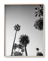 LA Black and White Print Palm Print Hollywood Hills Wall Art Hollywood Hills LA Artwork Print Los Angeles Artwork Wall Art Famous Wall Art Print Best Designer Art Print Best LA Artworks Affordable Artworks LA Palm Tree Print Art The Block Artwork Australia Art Print Interior Design Prints The Block Australia Artwork Palm Tree Print Home Décor Print Best Art Print Hollywood Photography Print Designer Hollywood Art LA Palm Tree Photography Print Poster Olive et Oriel Print Emporium